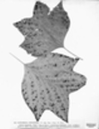 Ectostroma liriodendri image